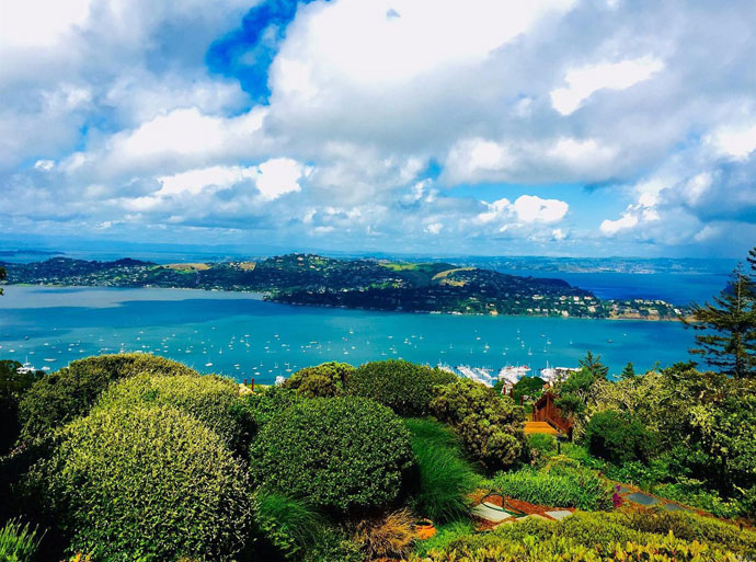 Tiburon